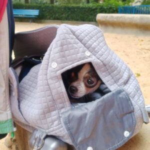 topp djurhållare flygbolagsgodkända fabriker som garanterar säker resa för dina håriga vänner (2)