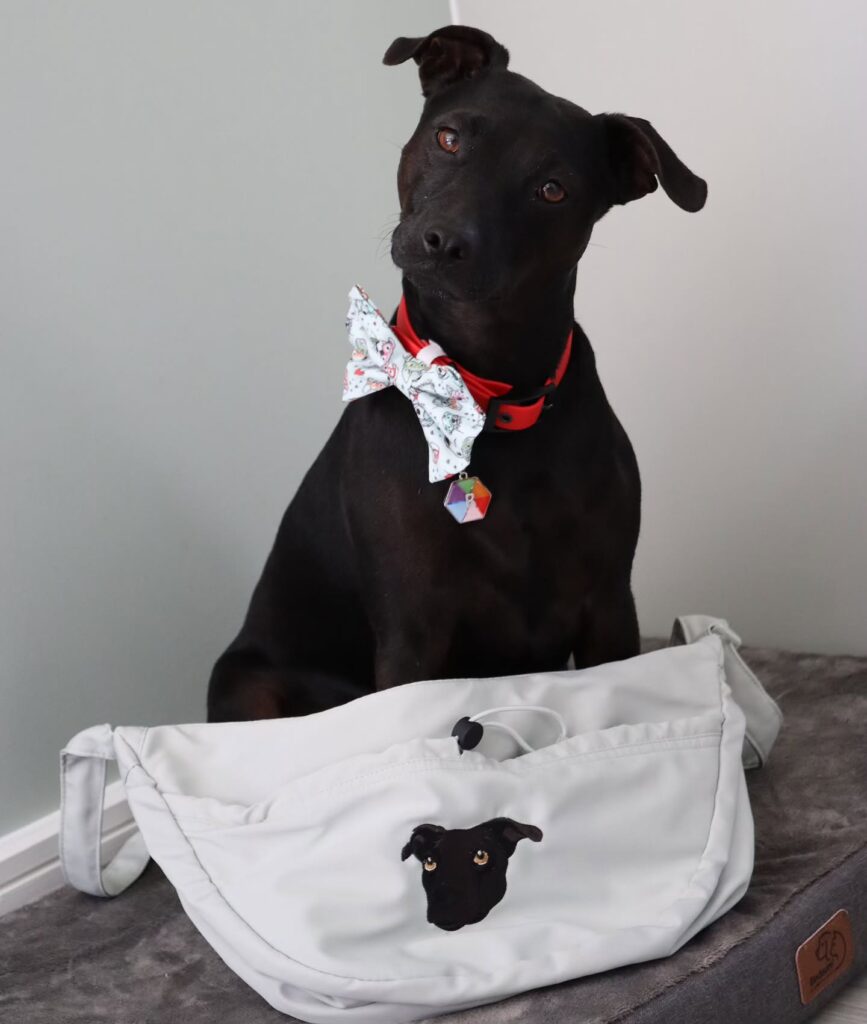 top pet carrier airline approved factories ensuring safe travel for your furry friends (4)