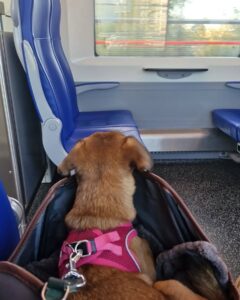 de bästa trenderna från ledande tillverkare av transportväskor för säkra och eleganta resor med husdjur (2)