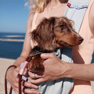 unlocking comfort upptäck de bästa djurhållningsfabrikerna för säkra och eleganta resor (2)