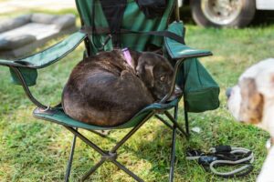 easy walk dog harness comprehensive guide to features, benefits, and practical use (2)