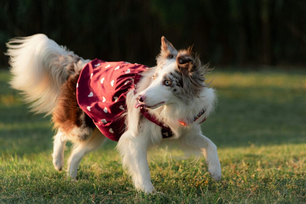 how cold is too cold for a dog (1)