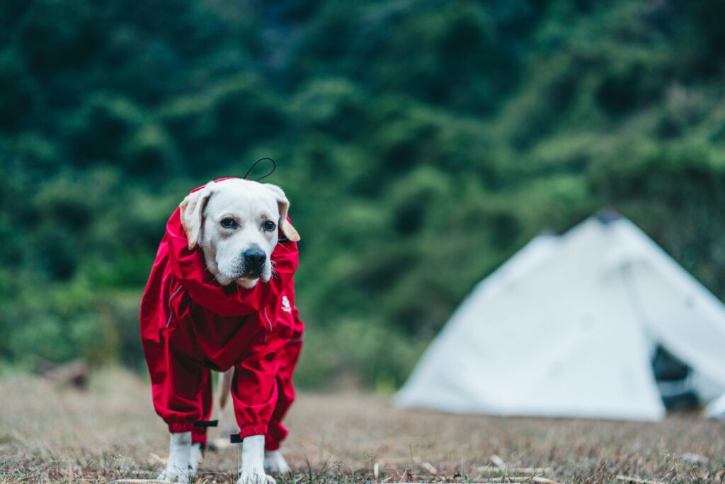 how cold is too cold for a dog (2)