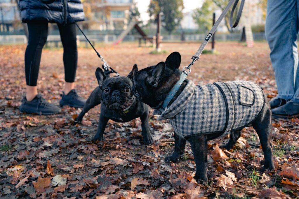 how cold is too cold for a dog (3)