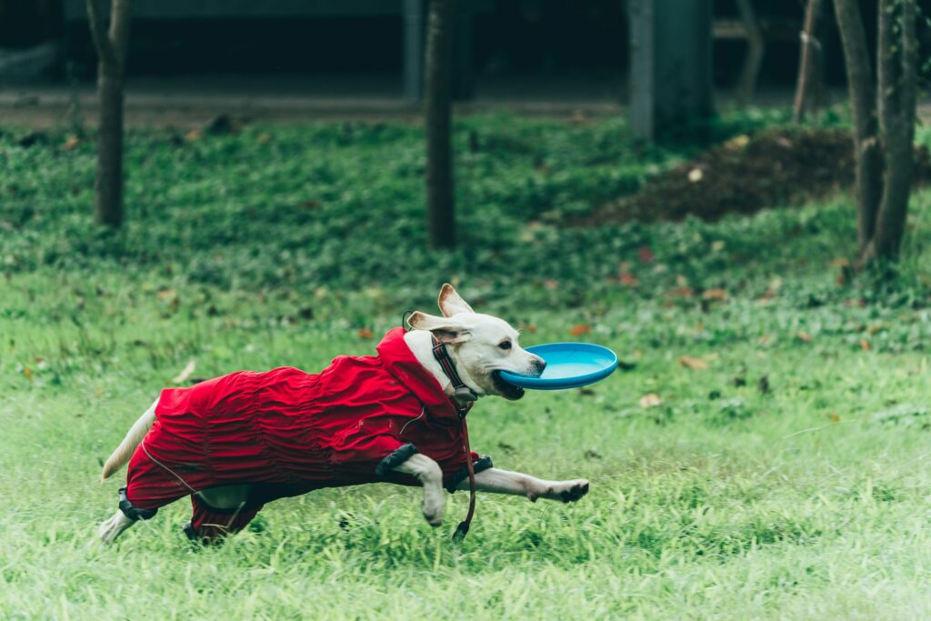 how cold is too cold for a dog (4)