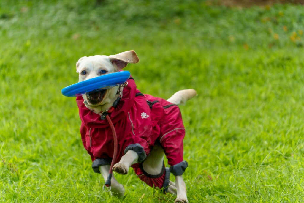 how cold is too cold for a dog (5)