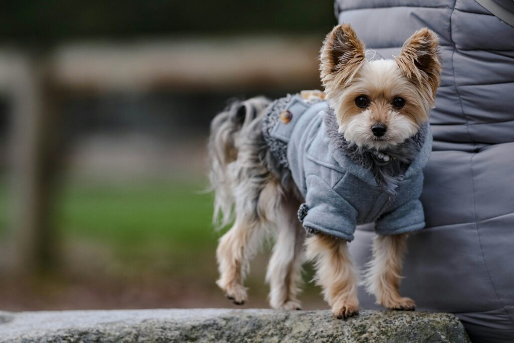 how cold is too cold for a dog (6)