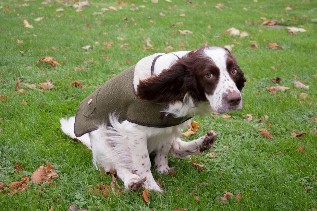 how cold is too cold for a dog (7)