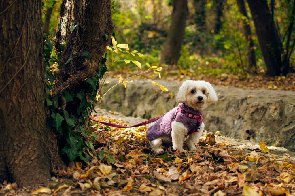 how to open your own pet store comprehensive guide (3)