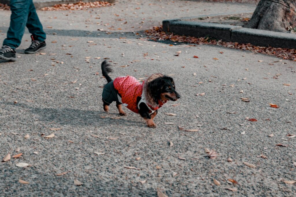how to open your own pet store comprehensive guide (4)
