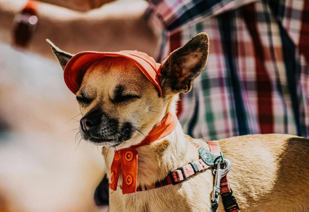 how to open your own pet store comprehensive guide (8)