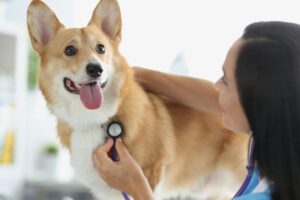 lumps, bumps, and cysts on dogs a comprehensive guide (6)