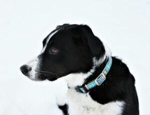 what is the difference of breakaway collar and non breakaway collar (9)
