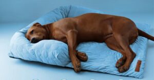 how do cooling dog beds work (1)