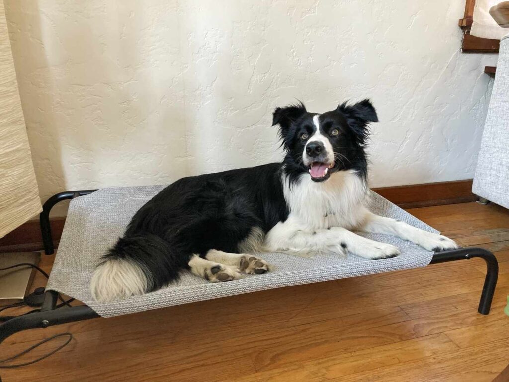 how do cooling dog beds work (6)