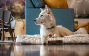 how do self warming pet beds work (6)