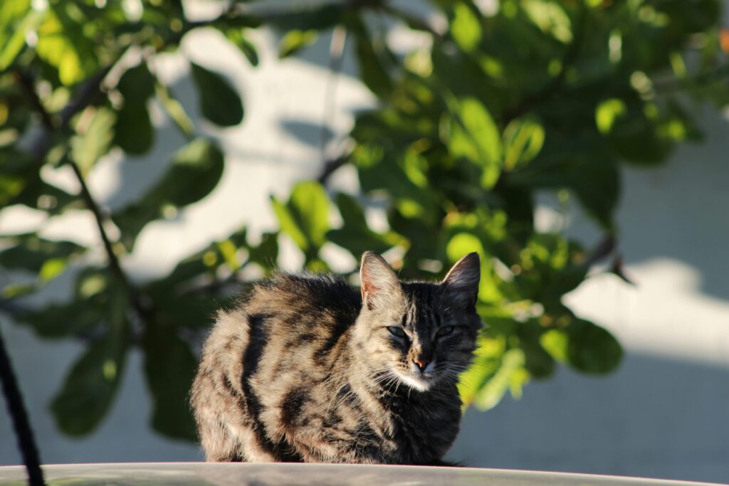 how to find and choose the best pet product manufacturer 10 steps for bulk buyers (4) how to find and choose the best pet product manufacturer 10 steps for bulk buyers (4)