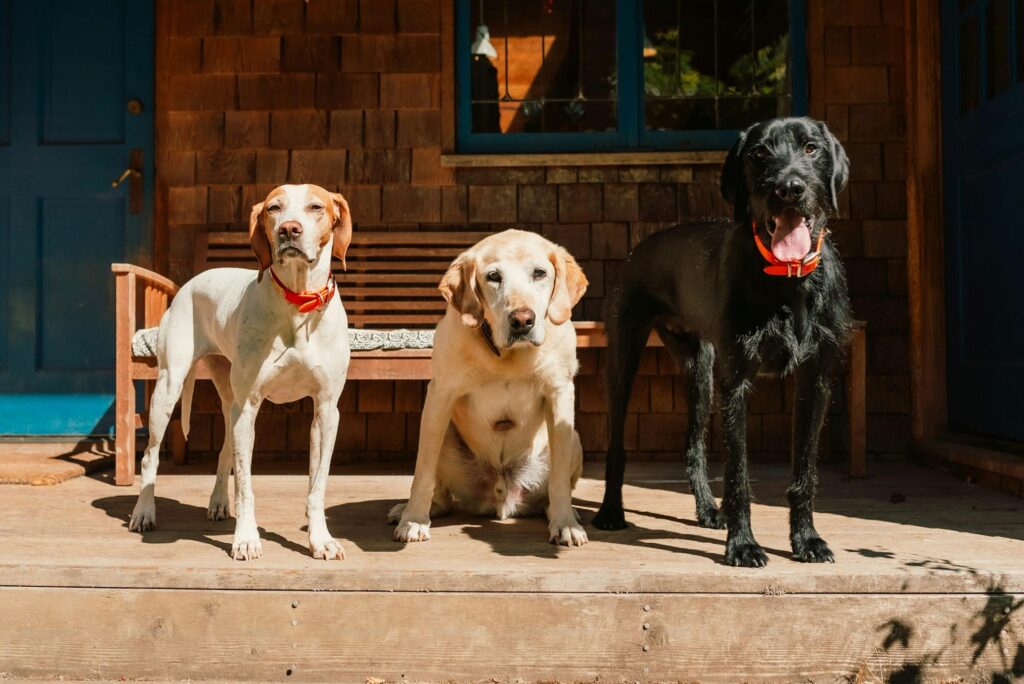 how to find and choose the best pet product manufacturer 10 steps for bulk buyers (7) how to find and choose the best pet product manufacturer 10 steps for bulk buyers (7)