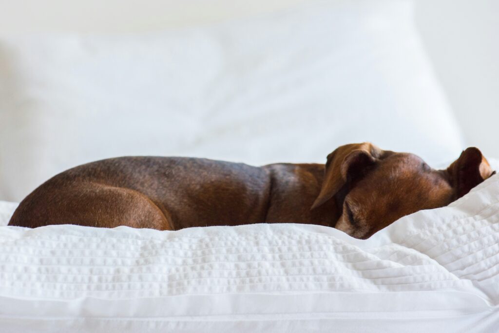 the ultimate guide to dog bed fillings choosing the best materials for your product line (b2b buyer's edition) (1)