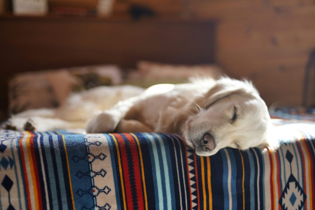 the ultimate guide to dog bed fillings choosing the best materials for your product line (b2b buyer's edition) (10)