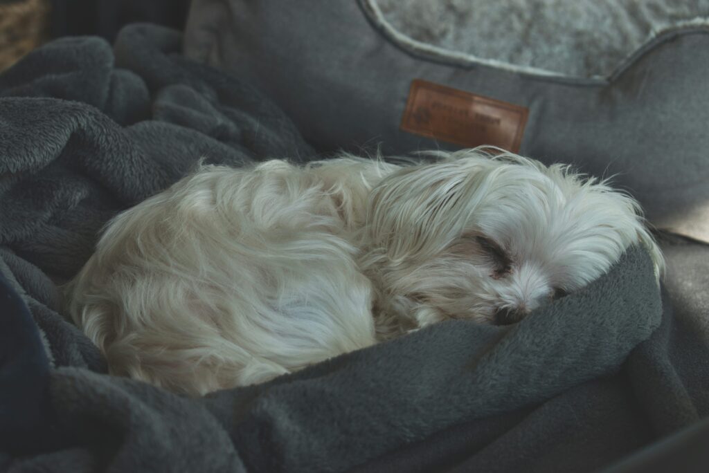 the ultimate guide to dog bed fillings choosing the best materials for your product line (b2b buyer's edition) (2)