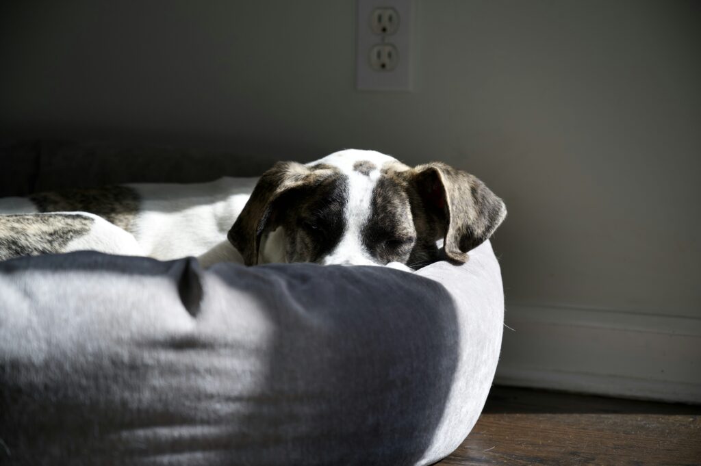 the ultimate guide to dog bed fillings choosing the best materials for your product line (b2b buyer's edition) (4)