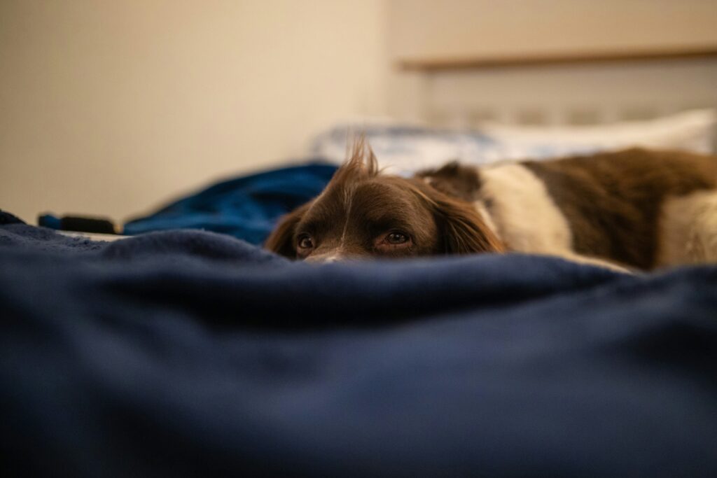 the ultimate guide to dog bed fillings choosing the best materials for your product line (b2b buyer's edition) (5)