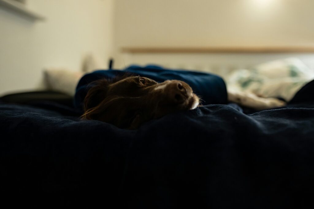 the ultimate guide to dog bed fillings choosing the best materials for your product line (b2b buyer's edition) (7)