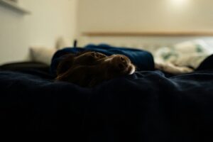 the ultimate guide to dog bed fillings choosing the best materials for your product line (b2b buyer's edition) (7)