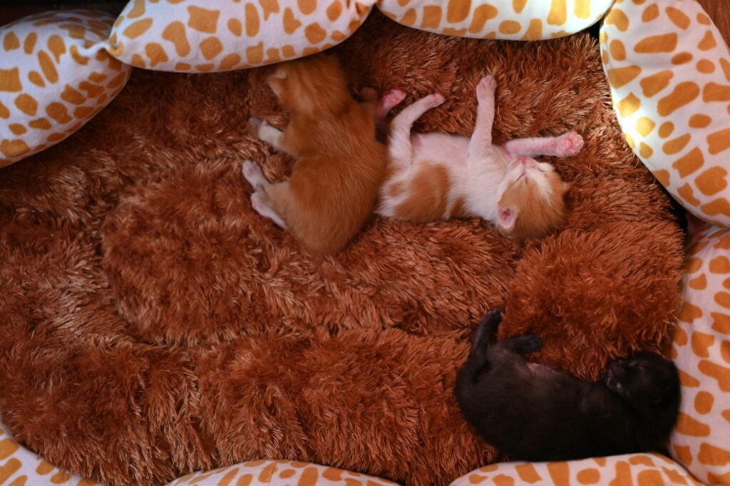 the ultimate guide to dog bed fillings choosing the best materials for your product line (b2b buyer's edition) (8)