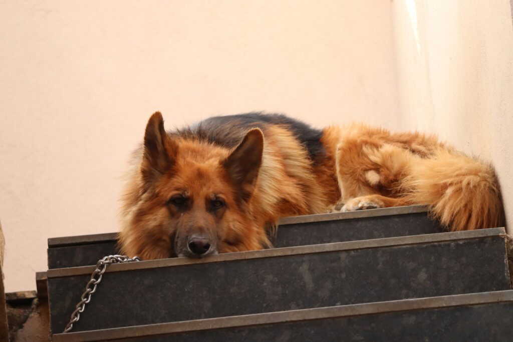 the ultimate guide to dog bed fillings choosing the best materials for your product line (b2b buyer's edition) (9)