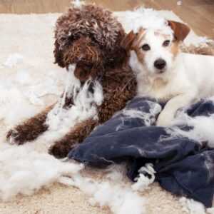 Why Do Dogs Dig in Their Beds