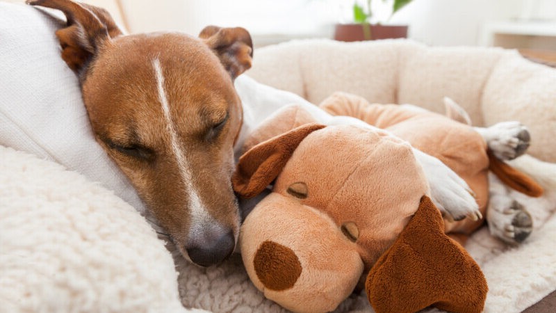 do bed bugs bite dogs (1)(1) do bed bugs bite dogs (1)(1)