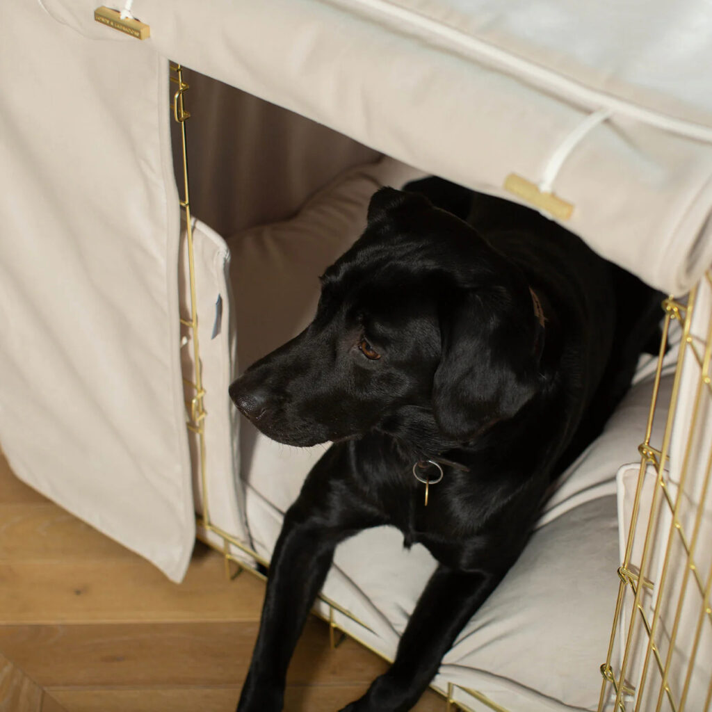 do bed bugs bite dogs (2) do bed bugs bite dogs (2)