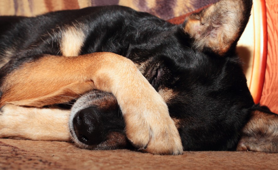 do bed bugs bite dogs (2)(1) do bed bugs bite dogs (2)(1)