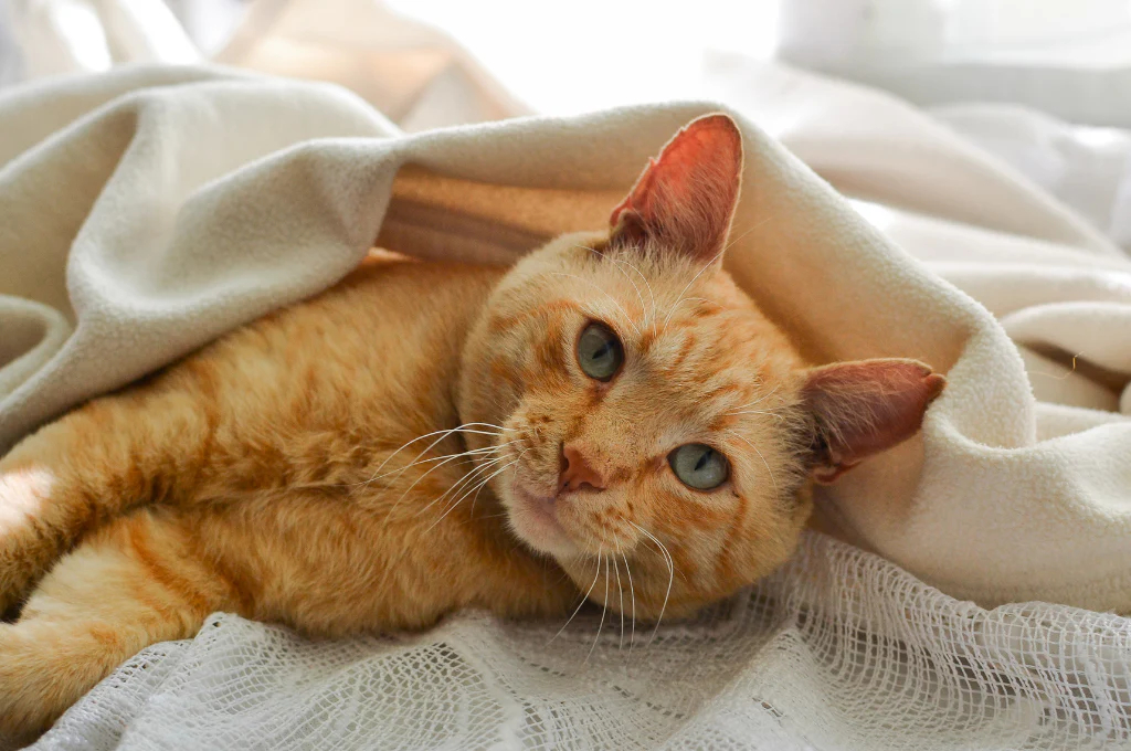 do bed bugs bite dogs (3) do bed bugs bite dogs (3)