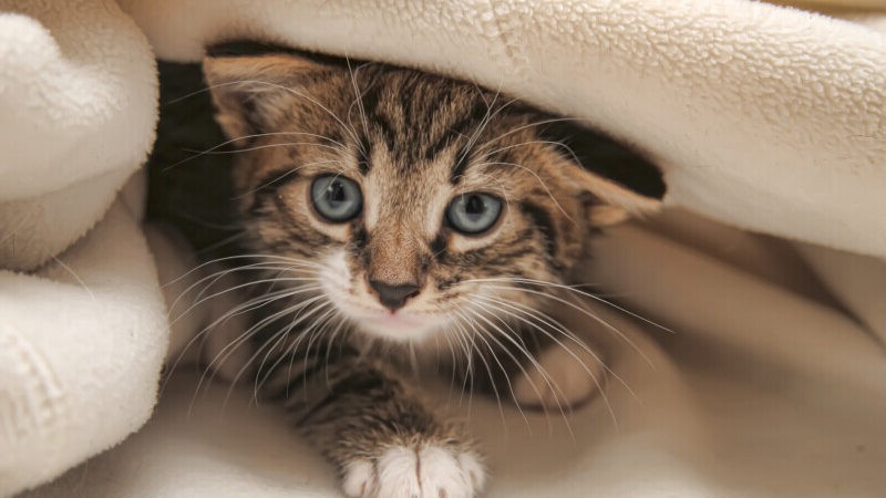 do bed bugs bite dogs (5)(1) do bed bugs bite dogs (5)(1)