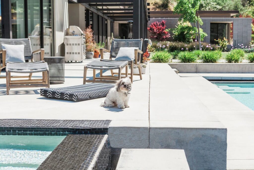 why do dogs scratch their beds (2) why do dogs scratch their beds (2)