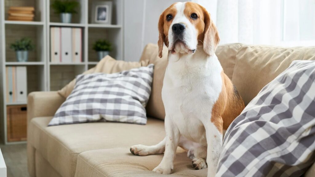 why do dogs scratch their beds (4) why do dogs scratch their beds (4)