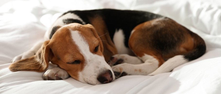 why do dogs scratch their beds (5) why do dogs scratch their beds (5)