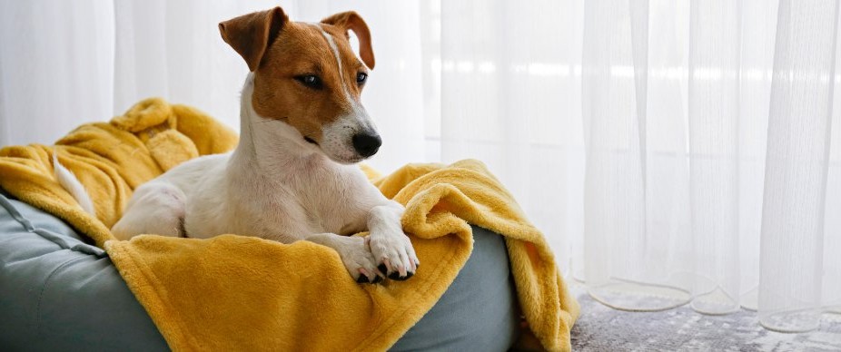 why do dogs scratch their beds (7) why do dogs scratch their beds (7)