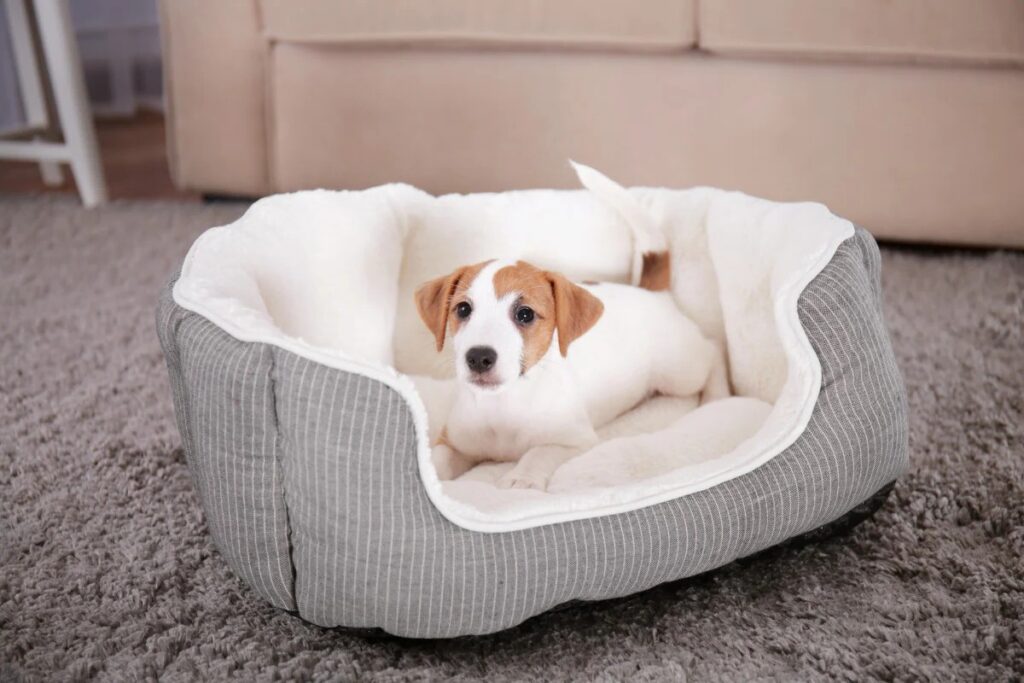 why do dogs scratch their beds (8) why do dogs scratch their beds (8)