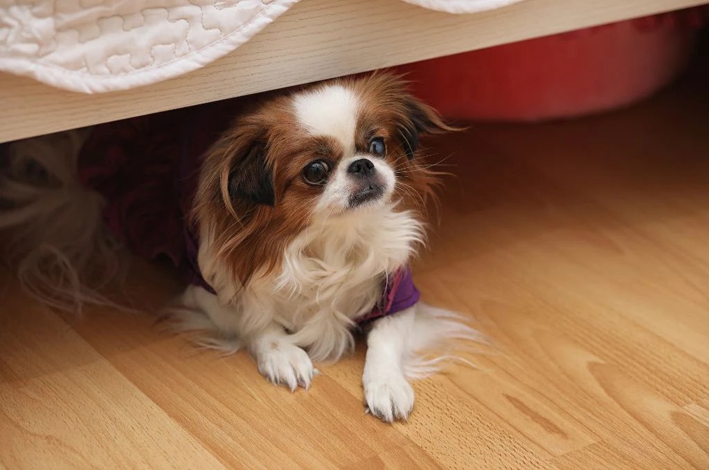 Por que os cães adoram dormir embaixo das camas Por que os cães adoram dormir embaixo das camas