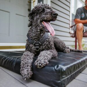 uforgængelig hundeseng