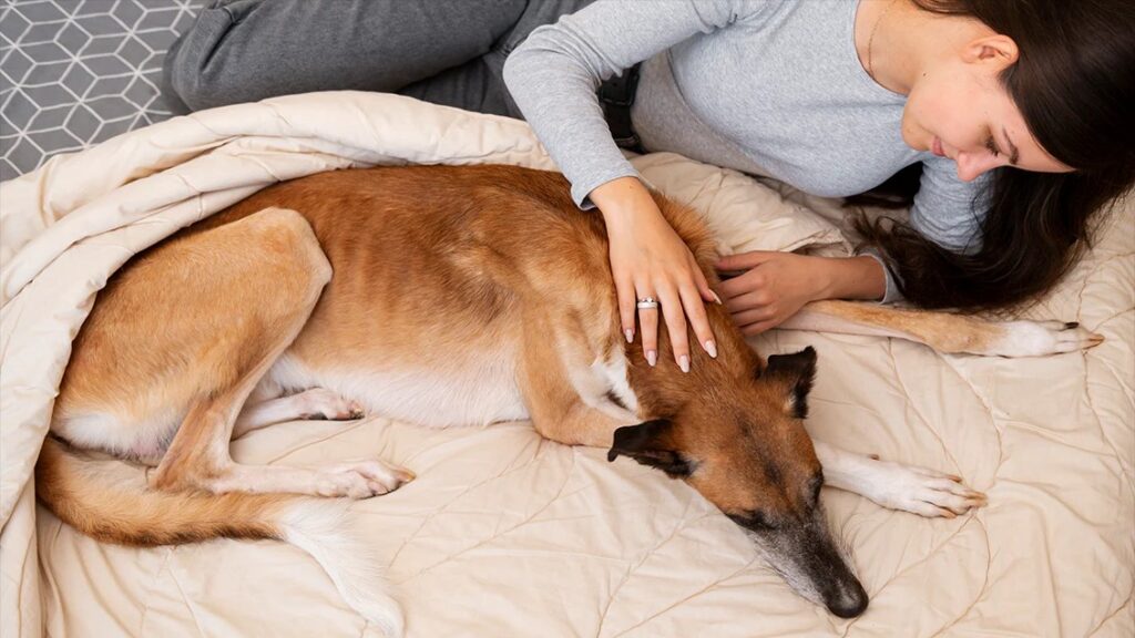 why does my dog lick my bed why does my dog lick my bed
