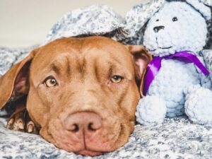 por que meu cachorro lambe os lençóis da minha cama