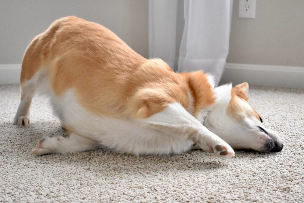 Почему моя собака трется мордой о ковер Почему моя собака трется мордой о ковер