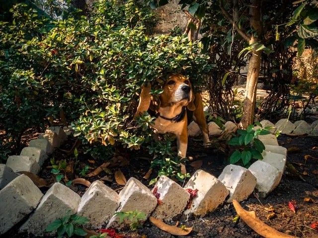 How Do You Keep Dogs Out of Flower Beds
