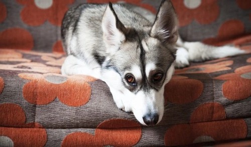 Почему моя собака трется мордой о мою кровать Почему моя собака трется мордой о мою кровать