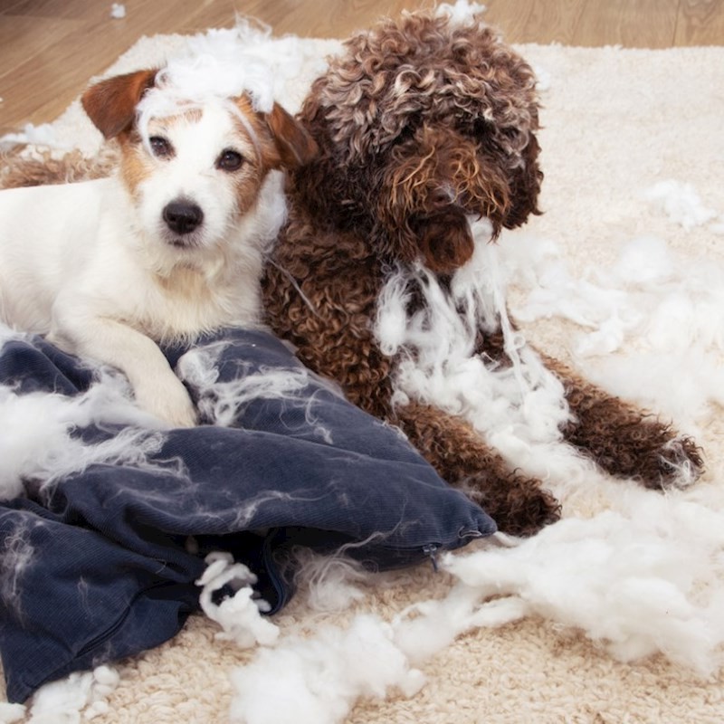 Почему собаки царапают свою кровать Почему собаки царапают свою кровать